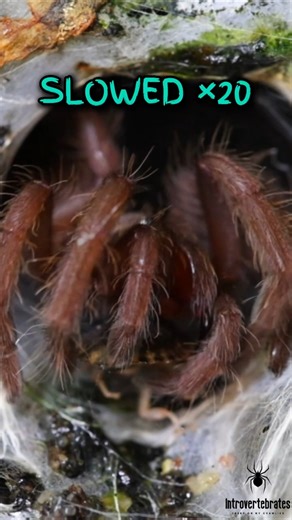 Tarantula Strike in Real Speed vs Slow Motion