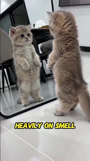 Can Cats Recognize Themselves in Mirrors?
