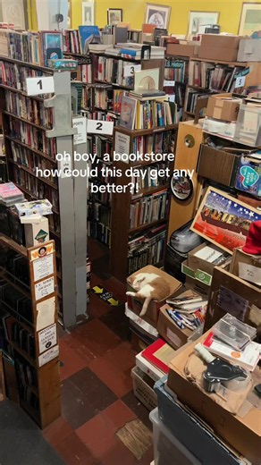 A cat in a bookstore is the best! #bookstore #bookstorecat #bookshopping #catlover #books