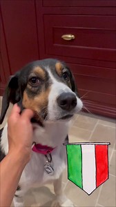 12 reactions | Apply to adopt sweet Bella today at paw-rescue.org! #beaglemania #beaglelover #beagle #adoptdontshop #rescuedogsrock #rescueismyfavoritebreed #foster #dogs #adoptme #rescuedogs #rescuedogsofinstagram #happytails | PAW Partnership For Animal Welfare | Facebook