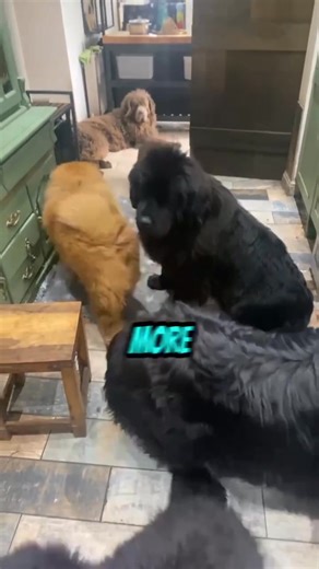 41K views · 2.1K reactions | The chow chow, from a breeder and owners perspective. The world’s most aloof floof! ❤️ | Newfangled Newfoundlands & Chow Chows | Facebook
