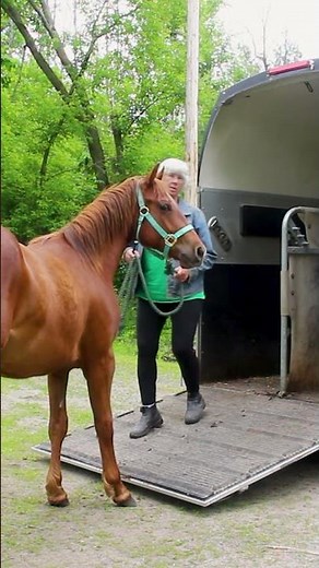 Trailer Training: Step-by-Step How to Teach a Horse to Load