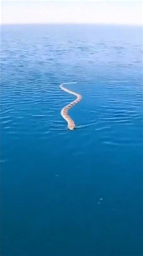 How Do Sea Snakes Hold Their Breath Underwater for So Long?😱 #seafacts #youtubeshorts #oceanfacts