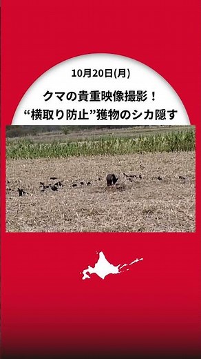 【ヒグマ速報】「シカを食べています…逃げる気配はありません」猟友会のハンターが撮影した貴重なクマの映像〈デントコーンの畑で子グマがカラスに食べられないように獲物をわらで隠す〉北海道砂川市