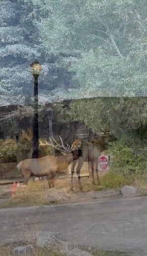Bull Elk Bugling During The Rut In Yellowstone!
