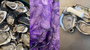 Seafood from Gulf oil spill site tests clean: What this means for fishermen