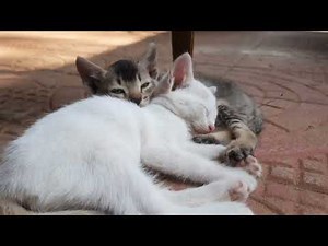 A den of purring kittens