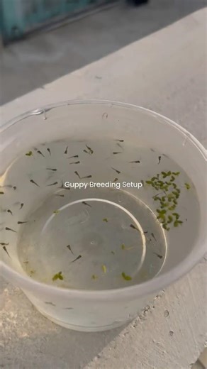 🤯 Successfully Bred Russian Red Lace Guppies 🐠 | Guppy Breeding Setup & Healthy Fry | GUPPY farm