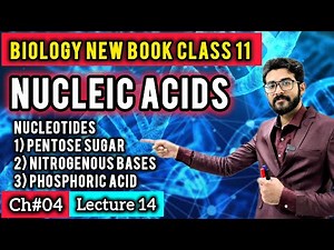Nucleic Acids Class 11 Biology New Book | Nucleotides | Purines vs Pyrimidines | Phosphodiester Bond