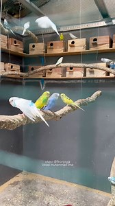 Exploring a beautiful indoor aviary today. Some budgies are raised in pair cages, while others thrive in a large open aviary setup. Every corner is full of color and energy. This place belongs to Muhammad Ilma, and the birds here look incredibly healthy and active. Such a peaceful and inspiring visit. #Budgie #Parakeet #BirdAviary #ColorfulBirds #HighCPMVideo | Indra Prihantoro