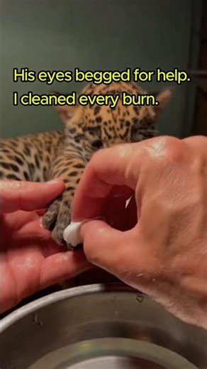 SAVING A JAGUAR From Fire... He Remembered Me! 😭 #animals #wholesome