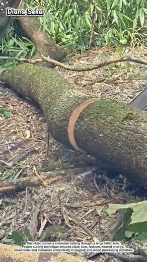 Clean and Powerful Chainsaw Log Cutting Technique