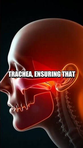 The Enigmatic Functions of the Epiglottis