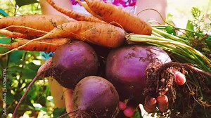 A cute young farmer girl holds dirty root crops with tops in her hands. Family farm. Production of organic products
