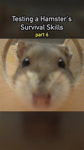 Dr. Plants | Testing a Hamster’s Survival Skills pt6 🐹 #ecosystem #wildlife #nature #plants #earth #pets #petsofinstagram #aquarium #hamster | Instagram