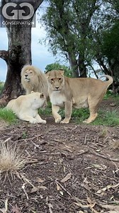 Sorry for the intermittent postings at the moment. Here in South Africa we have something called load shedding ( google it! ) that’s been happening for years. But it basically means our power gets cut off. It’s been ramped up to a higher stage now & we are currently on 8 HOURS of power cuts in every 24hr period. This means we have no electricity whatsoever & no wifi means no posts as we don’t have a good cell signal for data here either. So apologies, & please bear with us.. it’s a real Africa c