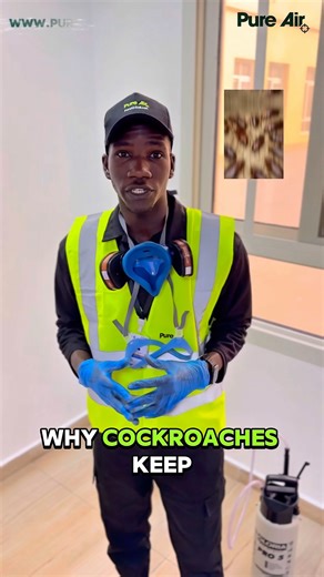 🚨 Why do cockroaches keep coming back?