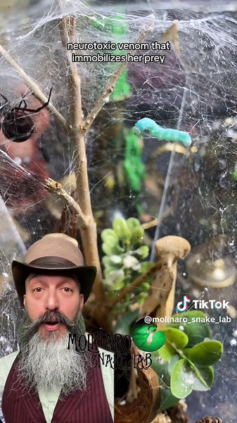 Feeding Lilith - Western Black Widow Spider Care