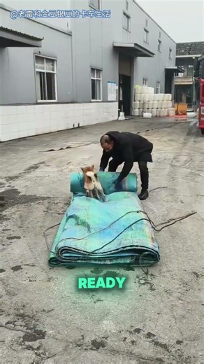 This Dog Knows Exactly What to Do 🐶