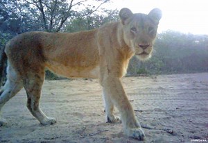 These are just a few of the hundreds of thousands of camera trap images people like you—our citizen scientists—are combing through to help identify wild cats, their prey, and the threats they face. Learn more about how camera traps help us save wild cats—and how you can, too—at panthera.org/earth-day-2017. | Panthera
