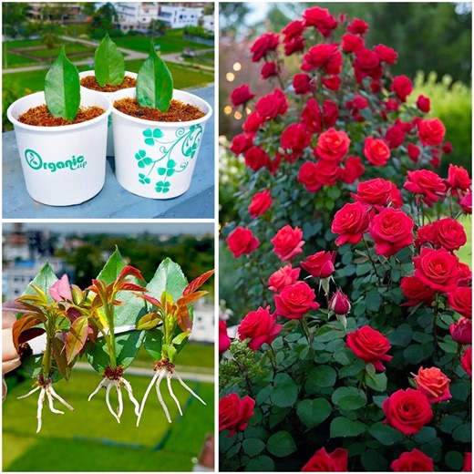 Leaf to plant || How to grow rose plant at home from leaf || Tips & tricks in this video | DIY IndoorGarden