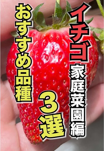 家庭菜園でおすすめのイチゴ品種3選