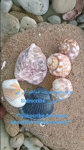 Amazing Beautiful Sea Shell Collection | Rare Ocean Shells Found on Beach 🐚🌊 #shellmus #shellmuseum