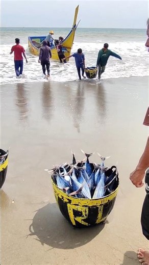 The Most Amazing Multiple Fish Catches Catching Skipjack Fish #fishing #fish #pesca