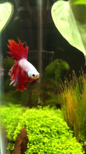 welcome to aquascape tik tok #aquascape #aquarium #bettafish #fish