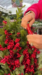 Quick and easy, all weather, porch pots that you can use now and seasons to come! Showing two different sizes using only two different picks! 3 gallon container i used: 6 pine/spruce/juniper picks 5 berry & greenery picks 30 gallon: 18 pine/spruce/juniper picks 10 berry & greenery picks Any more questions...ask in the comments and visit our website millstonenursery.com to shop these fabulous products and more for this holiday season!! xoxo-your dedicated Millstone Crew | Millstone Market & Nurse