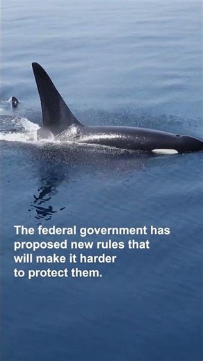 Ottawa pumped the brakes. The fight for Canada's wildlife isn't over. | World Oceans Day