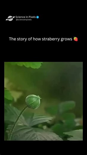 Prakash Biswal on Instagram: "From Flower to Fruit: The Life of a Strawberry Ever wondered how that juicy, red strawberry ends up on your plate? It all starts with a tiny white flower. As the flower gets pollinated, its center begins to swell, forming the strawberry we all love. Over time, it transforms—changing color, size, and sweetness until it’s ripe for picking. Nature’s process is slow, intricate, and absolutely magical. Next time you bite into a strawberry, remember: you’re tasting sunshi