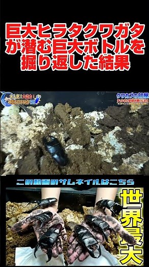 This Hirata stag beetle grew massive in captivity and it's insane