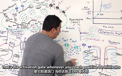 【肌肉骨骼系统】（中英字幕）神经肌肉接头2：兴奋收缩耦联 Excitation Contraction Coupling