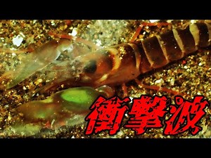 穴を掘りながら衝撃波で音を出すテッポウエビの一種 Alpheus sp （Snapping shrimp、鉄砲蝦）