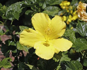 Build A Backyard Hummingbird Habitat