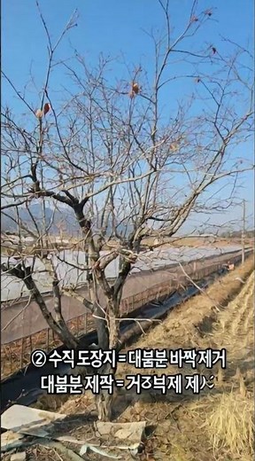 감나무 가지치기(persimmon tree pruning)#감나무 #가지치기 #전정