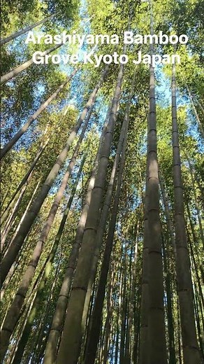 Arashiyama Bamboo Forest: A Serene Journey Through Japan's Famous Grove #nature #love #travel #Japan