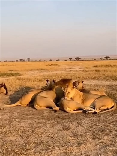 Hilarious Lion Prank Compilation