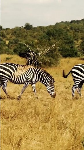 Akagera National Park – Rwanda’s Wildlife Safari Paradise | Big 5, Safaris & Scenic Landscapes