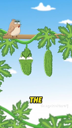 Why does a ripe bitter melon stop being bitter Its clever trick will leave you speechless