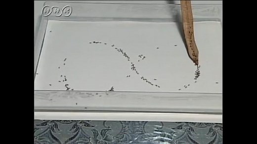 アリの行列のできるわけ | NHK for School