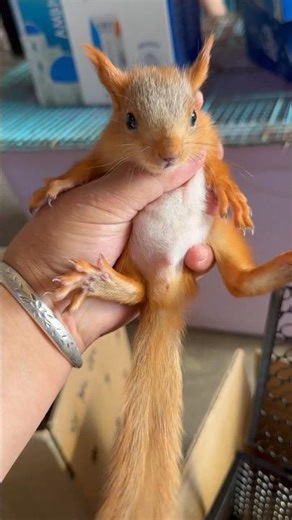 Squirrel Ready for Market: Farmer Gently Places Calm Squirrel into Transport Cage 👀