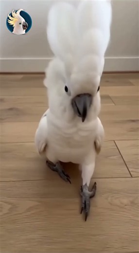 Jackson’s Feet Learned Hip-Hop Before Jackson Did 😂🦜