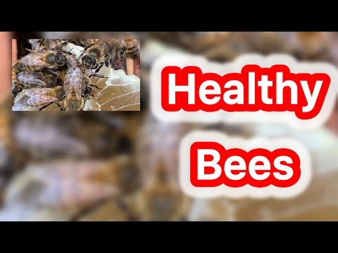 “Healthy Bees, Happy Hive 🐝 | Eating Honey and Bee Bread Naturally”
