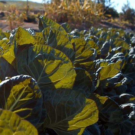 STEAMED SPINACH in INSTANT POT #perte #easycooking #cooking