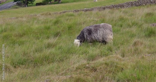 sheep on the hillside at Kelly hall Tarn, a small lake pool near Coniston Water, on Torver Back Common