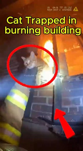 Firefighter Saves Kitten From Fire Collapsed Ceiling🔥