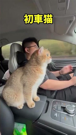 Too cute, I can't even! A collection of angelic cat moments 🥺