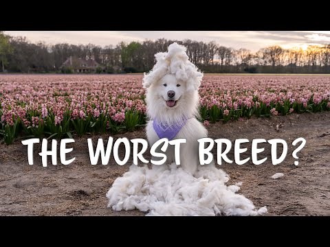 TOP 10 Samoyed Facts | The Good & The Bad